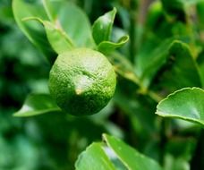 green lemon on wood on blurred background