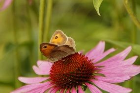 Butterfly on Echinacea