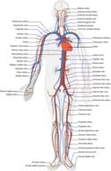 human circulatory system