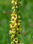 spiky flower with yellow buds