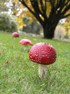 red mushrooms on green grass