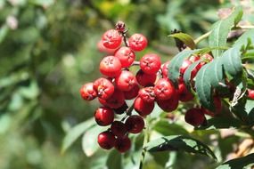 berries rowan leaf