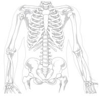 rib cage of human skeleton