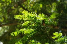Needle branches of yew