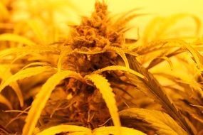 Marijuana in yellow background