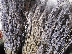 dried lavender for aromatherapy