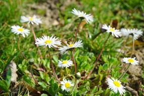 flowering plant daisy blossom
