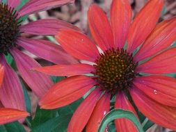 Closeup photo of Red coneflowers