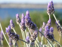 lavender plant