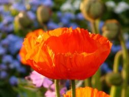 poppy medicinal plant