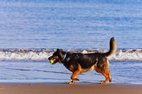 a dog with a ball goes along the beach