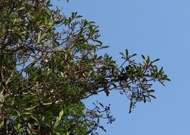 Aglaia roxburghiana a medicinal tree