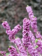 bright pink flower daphne
