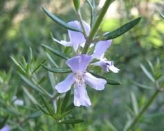 purple rosemary flower close-up on blurred background