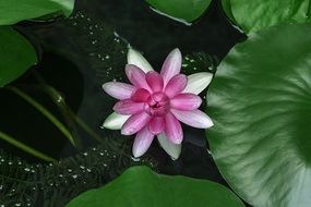 rose water lilies lotus aquatic plants