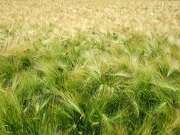 green cereals harvest