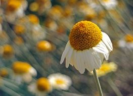 chamomile blossom