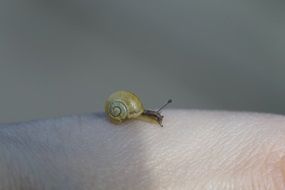 Snail on the hand