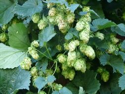 hops in green leaves