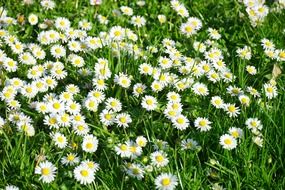 field of white flowering daisies