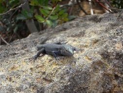 cautious lizard creeps on stone