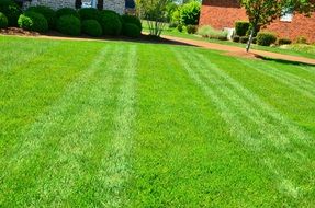 grass cutting