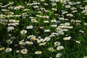 daisy flower blossom multiannual daisy