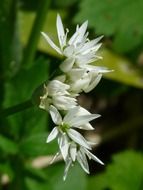 White flowers of wild garlic