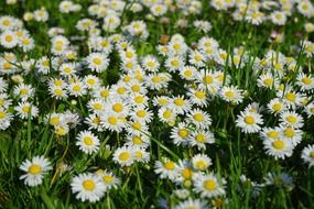 white daisy flower carpet in field