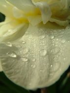 Wet white petal