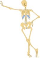 skeleton human drawing