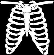 chest ribcage drawing