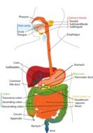 digestive system human drawing