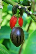 tree tomato green