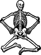 human skeleton with bent legs on a white background