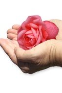 hand shell rose give care free