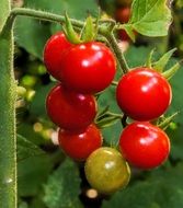 fresh red and green cherry tomato