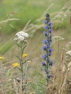 blooming yarrow in a field