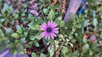 plant with purple flowers