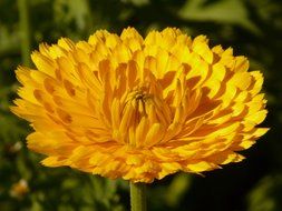 calendula closeup