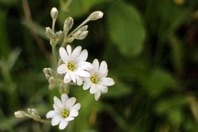 arable hornwort- medicinal plant