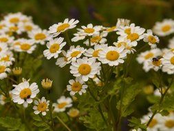 feverfew blossom