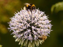 off thistle carduus