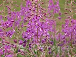 Pink fireweed flowers