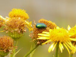 leaf beetle oreina cacaliae green