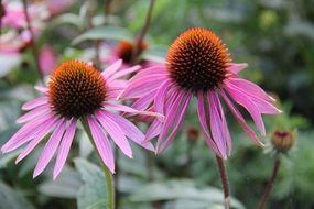 echinacea medicinal plant