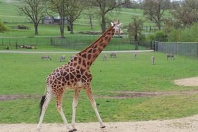 nice giraffe wildlife