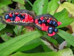 closeup photo of colorful strange plant