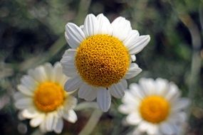 chamomiles bloom