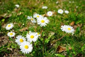 Flowering of the small chamomile